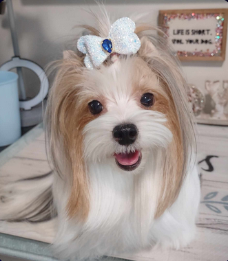 Hair Bows for pets or children