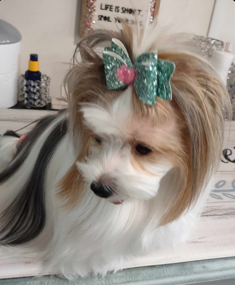 Hair Bows for pets or children