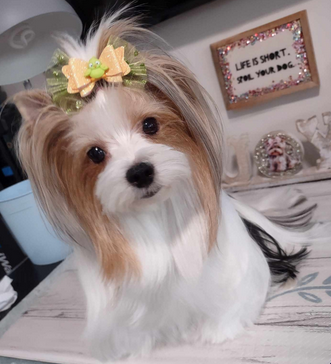 Hair Bows for pets or children