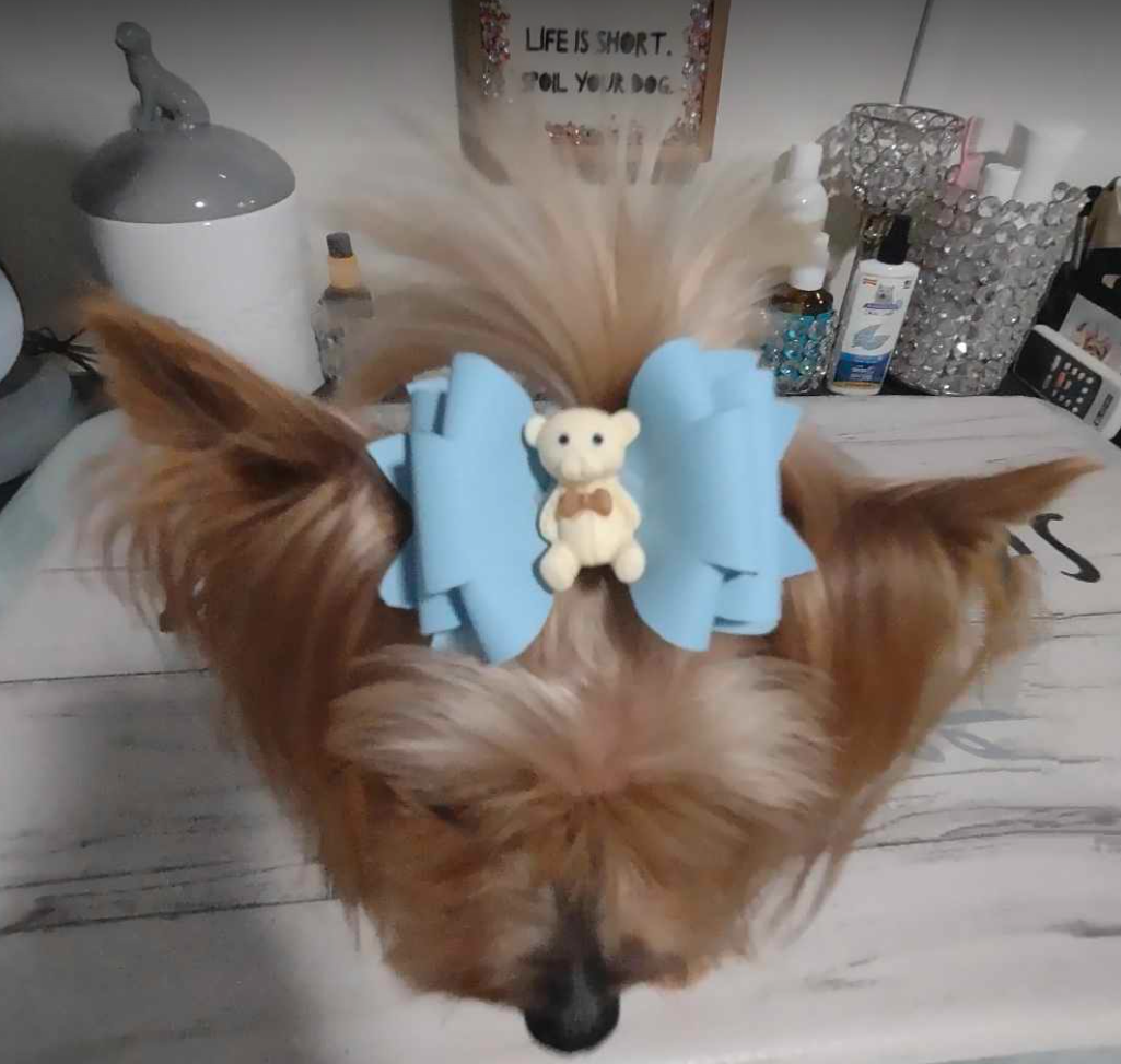 Hair Bows for pets or children