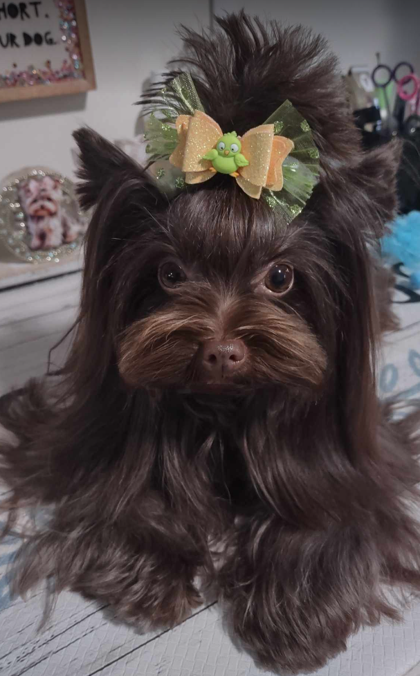 Hair Bows for pets or children