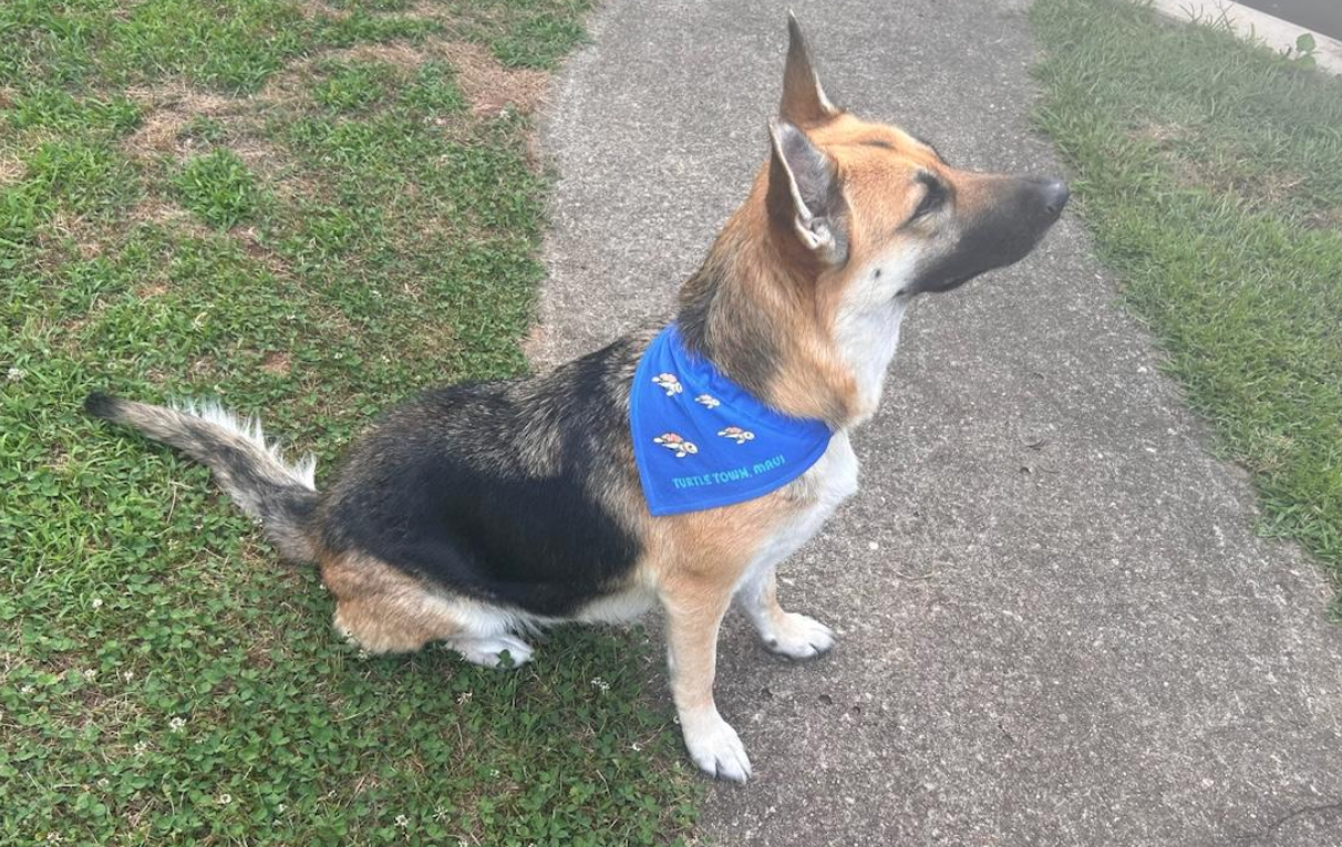 Dog Bandana